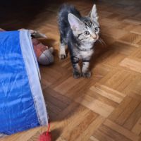 Adorable chatonne - croustille #1