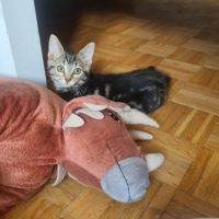Adorable chatonne - croustille #3