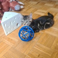 Adorable chatonne - croustille #4