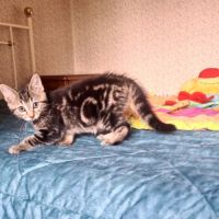 Adorable chatonne - croustille #5