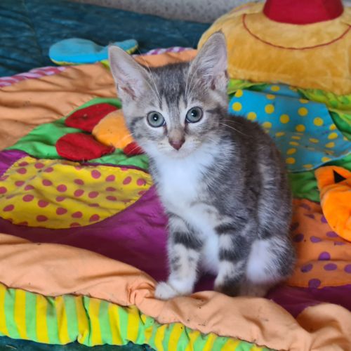 Crapette-adorable chatonne #3