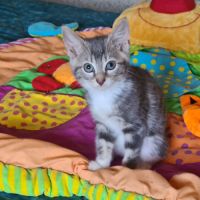 Crapette-adorable chatonne #3