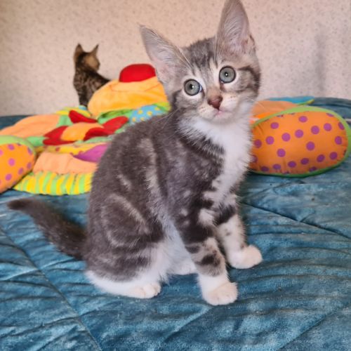 Adorable chatonne - crapette #2