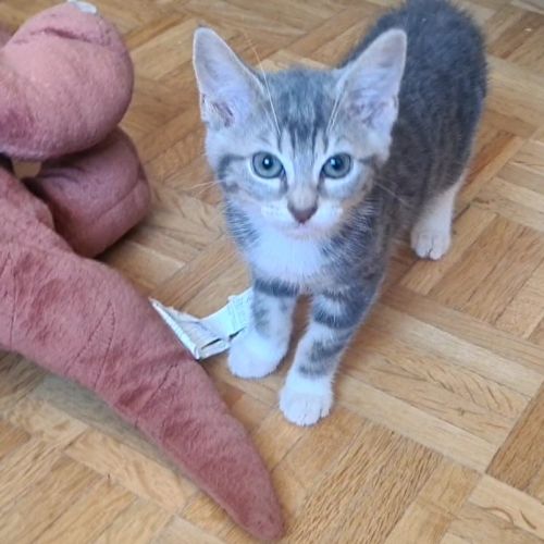 Adorable chatonne - crapette