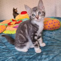 Adorable chatonne - crapette #2