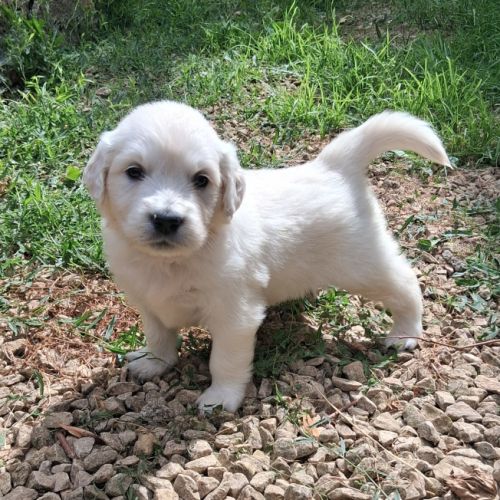 Chiot golden retriever #0