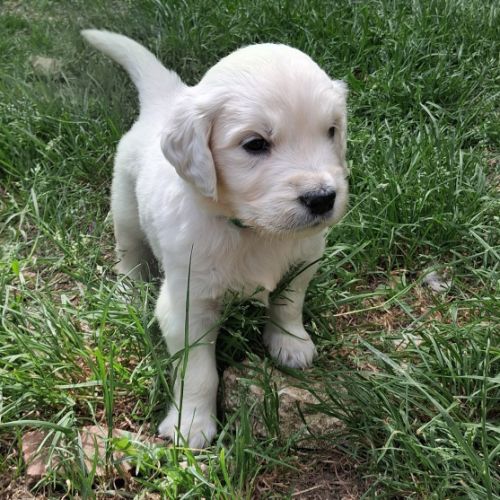 Chiot golden retriever #2