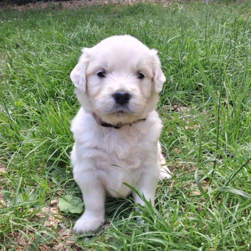 Chiot golden retriever #3
