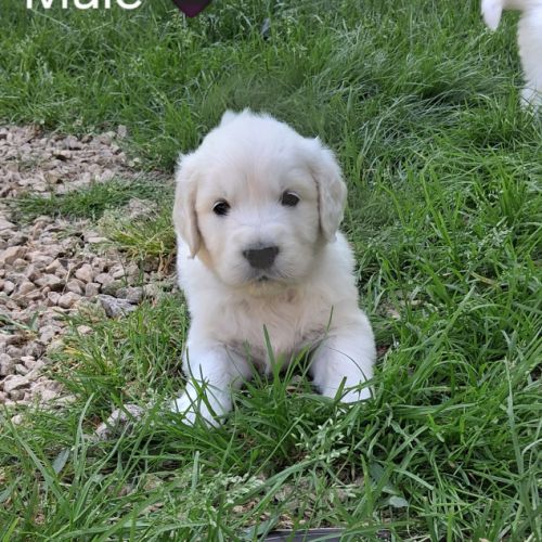 Chiot golden retriever #4