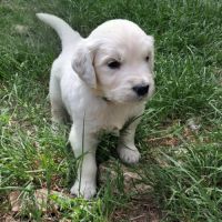 Chiot golden retriever #2