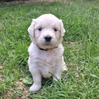 Chiot golden retriever #3
