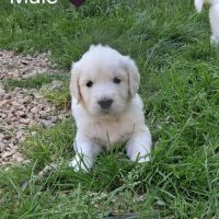 Chiot golden retriever #4