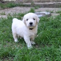 Chiot golden retriever #5
