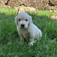 Chiot golden retriever #6