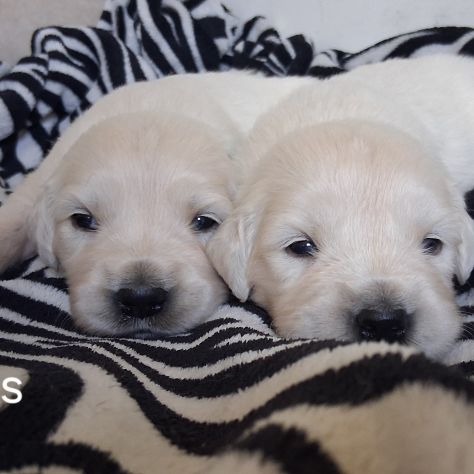 Chiots golden retriever