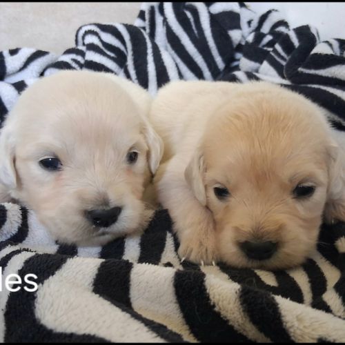Chiots golden retriever #2
