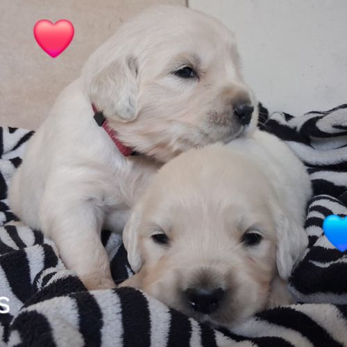 Chiots golden retriever #3