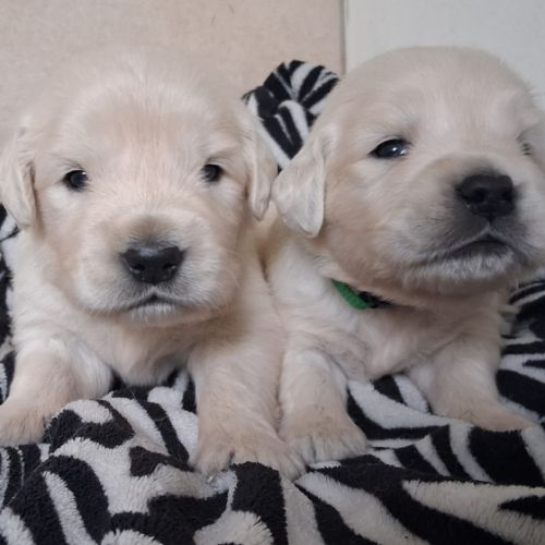 Chiots golden retriever #4