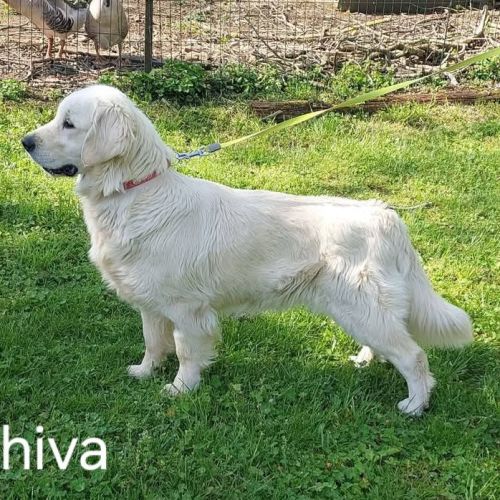 Chiots golden retriever #6