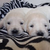 Chiots golden retriever #0