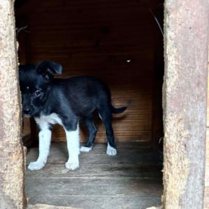 Zouka petit chiot rescapé de roumanie #1