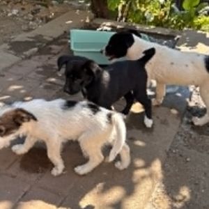 Zouka petit chiot rescapé de roumanie #3