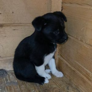 Zouka petit chiot rescapé de roumanie #0