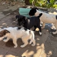 Zouka petit chiot rescapé de roumanie #3