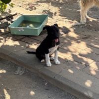 Zouka petit chiot rescapé de roumanie #4