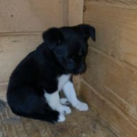 Zouka petit chiot rescapé de roumanie #5