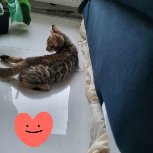 Bengal chatons brown à rosettes et snow mink loof #2