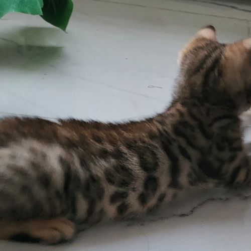 Bengal chatons brown à rosettes et snow mink loof #3