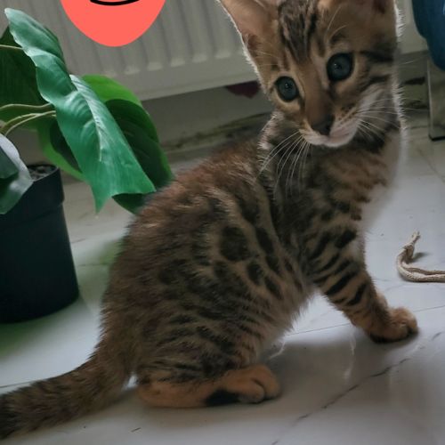 Bengal chatons brown à rosettes et snow mink loof #4