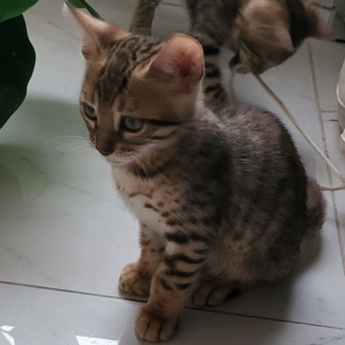 Bengal chatons brown à rosettes et snow mink loof #6