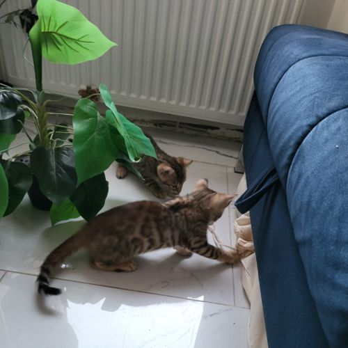 Bengal chatons brown à rosettes et snow mink loof #7