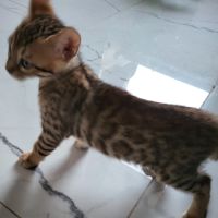 Bengal chatons brown à rosettes et snow mink loof #1