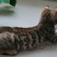 Bengal chatons brown à rosettes et snow mink loof #3
