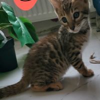 Bengal chatons brown à rosettes et snow mink loof #4