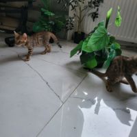 Bengal chatons brown à rosettes et snow mink loof #5