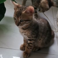 Bengal chatons brown à rosettes et snow mink loof #6