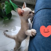 Bengal chatons brown à rosettes et snow mink loof #8