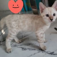 Bengal chatons brown à rosettes et snow mink loof