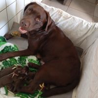Chiots labrador chocolats