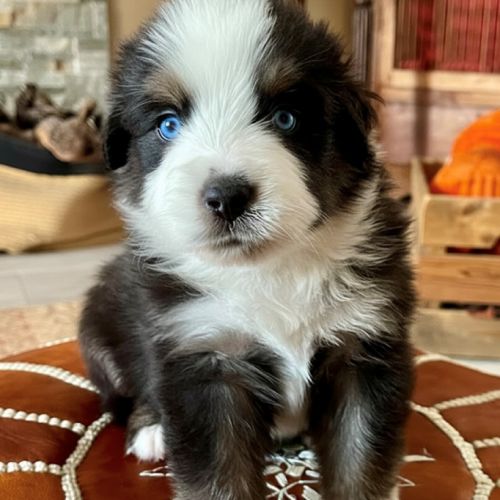Magnifiques chiots bam #0