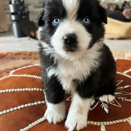 Magnifiques chiots bam #3