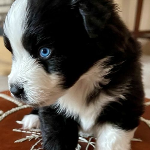 Magnifiques chiots bam #4