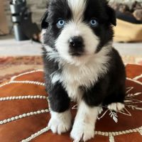 Magnifiques chiots bam #3