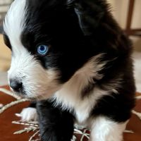 Magnifiques chiots bam #4