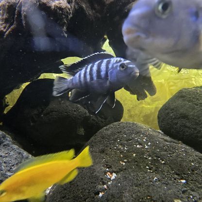 Mbuna du malawi : pseudotropheus #1