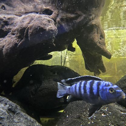 Mbuna du malawi : pseudotropheus #2
